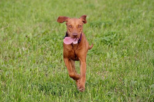 https://images.dog.ceo/breeds/vizsla/n02100583_2119.jpg