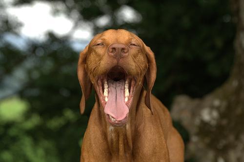 https://images.dog.ceo/breeds/vizsla/n02100583_216.jpg