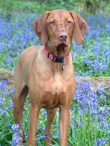 https://images.dog.ceo/breeds/vizsla/n02100583_220.jpg