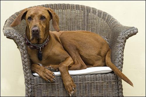 https://images.dog.ceo/breeds/vizsla/n02100583_2265.jpg