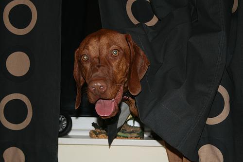 https://images.dog.ceo/breeds/vizsla/n02100583_2465.jpg