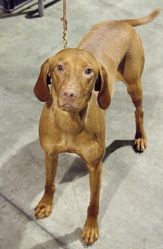 https://images.dog.ceo/breeds/vizsla/n02100583_264.jpg