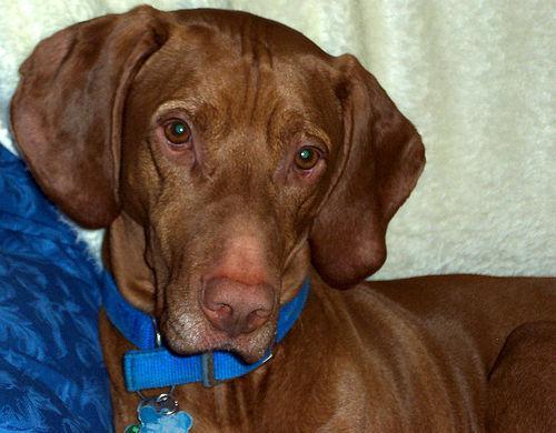 https://images.dog.ceo/breeds/vizsla/n02100583_2707.jpg