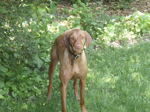 https://images.dog.ceo/breeds/vizsla/n02100583_2985.jpg