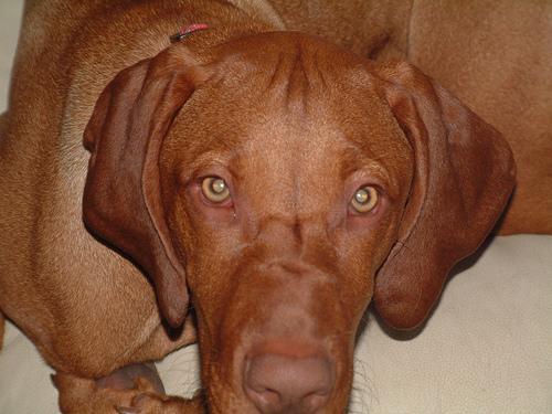 https://images.dog.ceo/breeds/vizsla/n02100583_3027.jpg