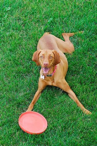 https://images.dog.ceo/breeds/vizsla/n02100583_3132.jpg