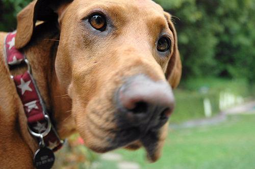 https://images.dog.ceo/breeds/vizsla/n02100583_3413.jpg