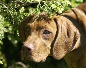 https://images.dog.ceo/breeds/vizsla/n02100583_3748.jpg