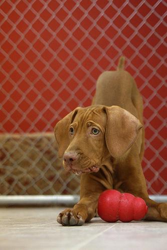 https://images.dog.ceo/breeds/vizsla/n02100583_4228.jpg