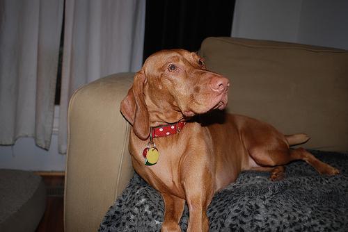 https://images.dog.ceo/breeds/vizsla/n02100583_4473.jpg