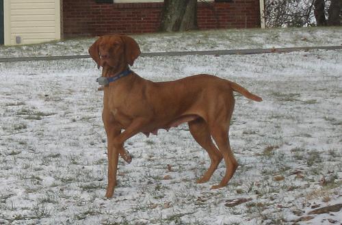 https://images.dog.ceo/breeds/vizsla/n02100583_473.jpg