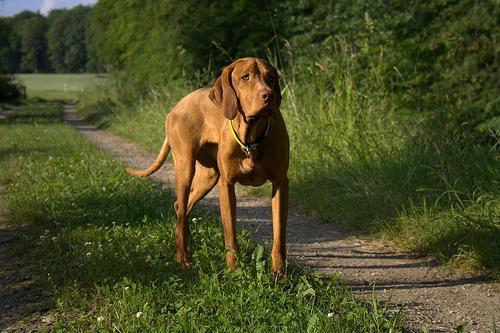 https://images.dog.ceo/breeds/vizsla/n02100583_5028.jpg