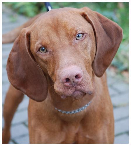 https://images.dog.ceo/breeds/vizsla/n02100583_516.jpg