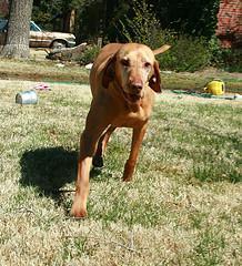 https://images.dog.ceo/breeds/vizsla/n02100583_543.jpg