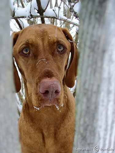 https://images.dog.ceo/breeds/vizsla/n02100583_5792.jpg