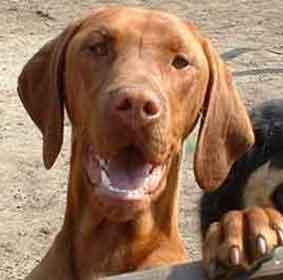 https://images.dog.ceo/breeds/vizsla/n02100583_5829.jpg