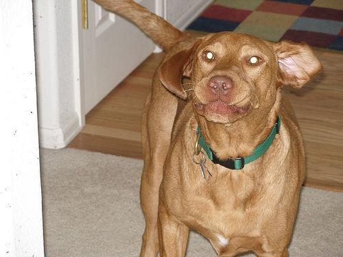 https://images.dog.ceo/breeds/vizsla/n02100583_5921.jpg