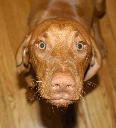 https://images.dog.ceo/breeds/vizsla/n02100583_6000.jpg