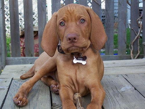 https://images.dog.ceo/breeds/vizsla/n02100583_66.jpg