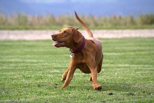 https://images.dog.ceo/breeds/vizsla/n02100583_6740.jpg