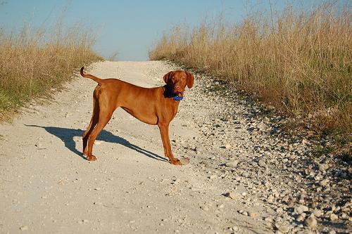 https://images.dog.ceo/breeds/vizsla/n02100583_702.jpg