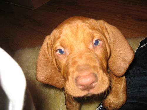 https://images.dog.ceo/breeds/vizsla/n02100583_7122.jpg