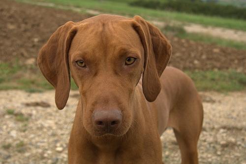 https://images.dog.ceo/breeds/vizsla/n02100583_7467.jpg