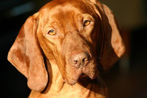 https://images.dog.ceo/breeds/vizsla/n02100583_7522.jpg