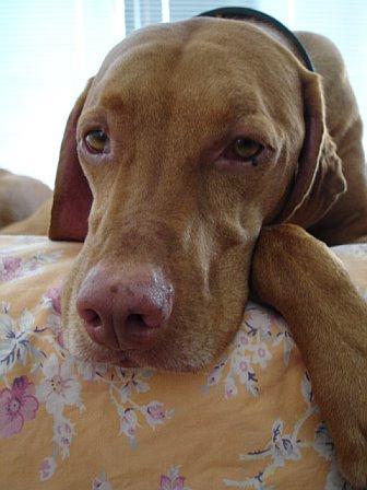 https://images.dog.ceo/breeds/vizsla/n02100583_830.jpg