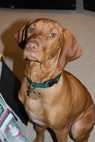 https://images.dog.ceo/breeds/vizsla/n02100583_854.jpg