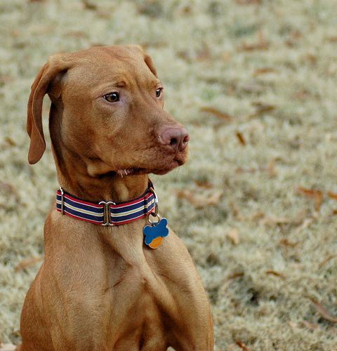 https://images.dog.ceo/breeds/vizsla/n02100583_899.jpg