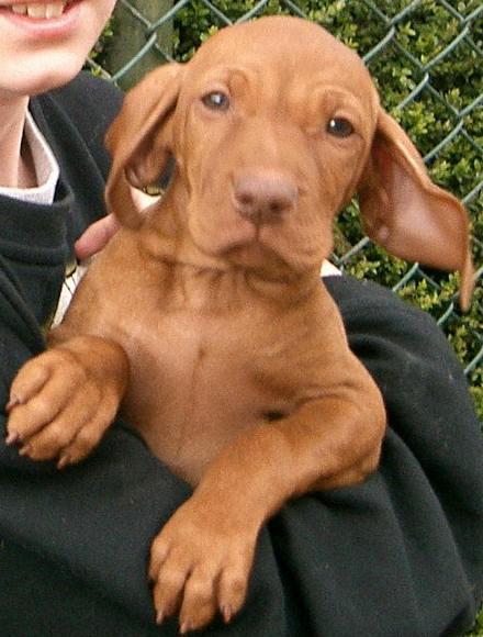 https://images.dog.ceo/breeds/vizsla/n02100583_9112.jpg