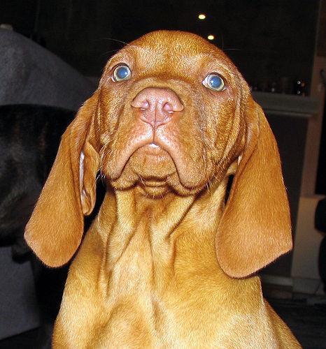 https://images.dog.ceo/breeds/vizsla/n02100583_9522.jpg