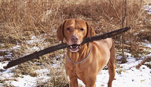 https://images.dog.ceo/breeds/vizsla/n02100583_9799.jpg