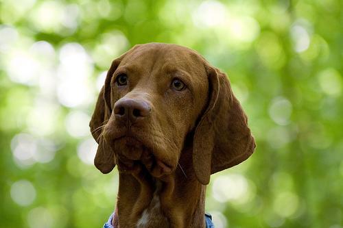 https://images.dog.ceo/breeds/vizsla/n02100583_9844.jpg