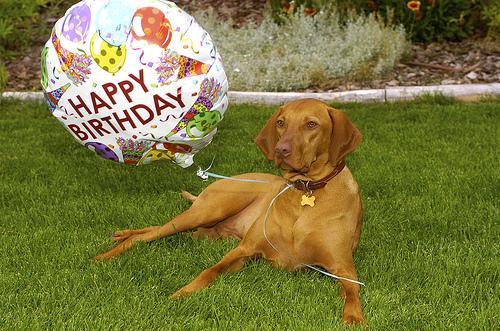 https://images.dog.ceo/breeds/vizsla/n02100583_9884.jpg