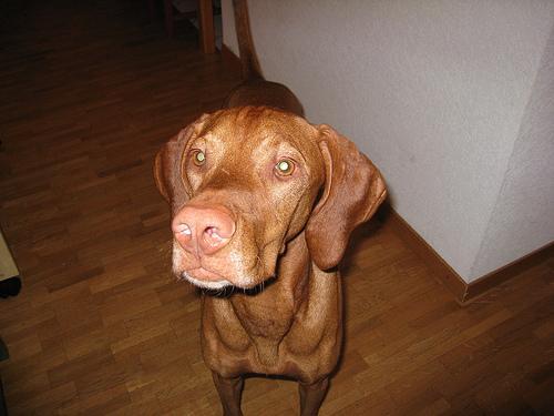 https://images.dog.ceo/breeds/vizsla/n02100583_9902.jpg