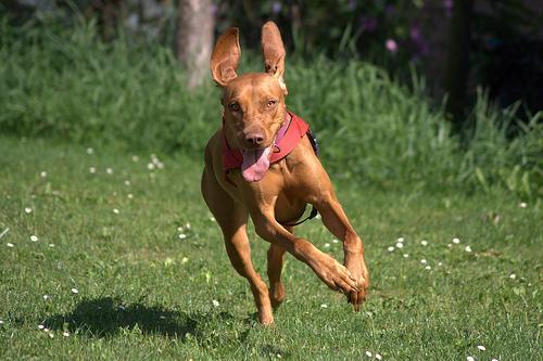 https://images.dog.ceo/breeds/vizsla/n02100583_9922.jpg