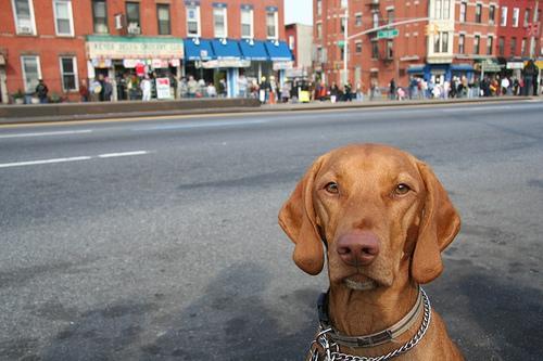 https://images.dog.ceo/breeds/vizsla/n02100583_9933.jpg