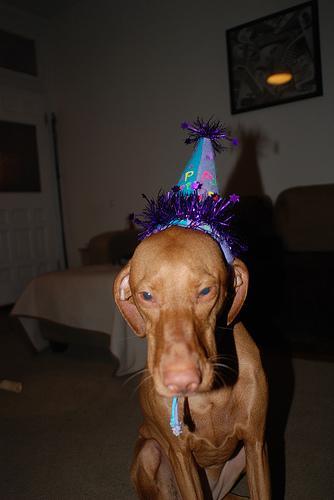 https://images.dog.ceo/breeds/vizsla/n02100583_9960.jpg