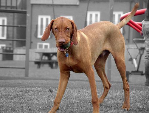 https://images.dog.ceo/breeds/vizsla/n02100583_9969.jpg