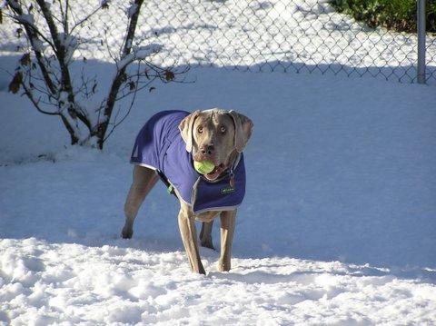 https://images.dog.ceo/breeds/weimaraner/n02092339_1013.jpg