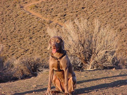 https://images.dog.ceo/breeds/weimaraner/n02092339_110.jpg