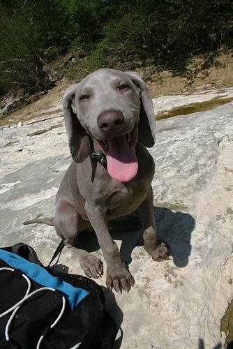 https://images.dog.ceo/breeds/weimaraner/n02092339_1100.jpg