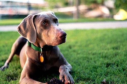 https://images.dog.ceo/breeds/weimaraner/n02092339_114.jpg