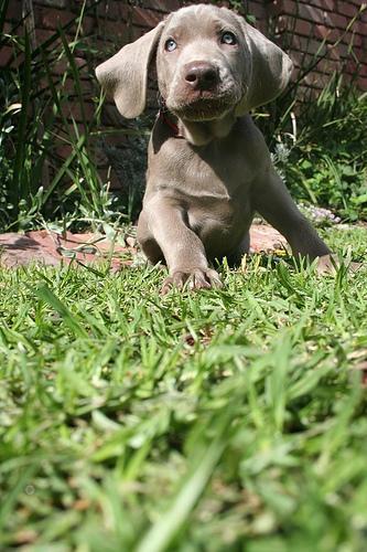 https://images.dog.ceo/breeds/weimaraner/n02092339_120.jpg