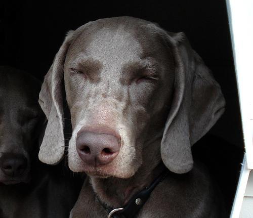 https://images.dog.ceo/breeds/weimaraner/n02092339_1331.jpg