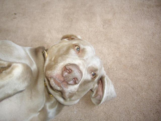 https://images.dog.ceo/breeds/weimaraner/n02092339_14.jpg