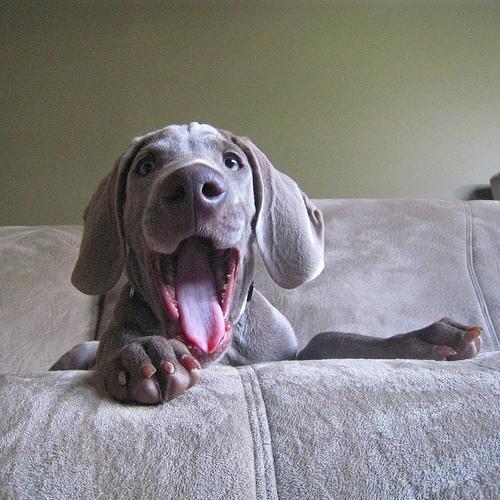 https://images.dog.ceo/breeds/weimaraner/n02092339_1521.jpg