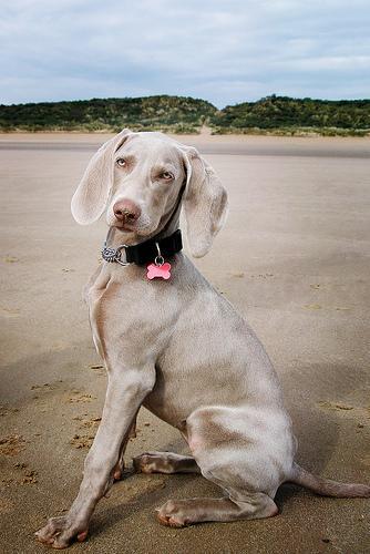 https://images.dog.ceo/breeds/weimaraner/n02092339_1672.jpg